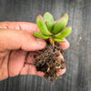 Crassula Clavata