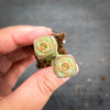 Crassula 'Baby Necklace' (2 x. CUTTINGS)