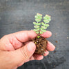 Crassula 'Baby Necklace' (2 x. CUTTINGS)
