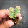 Crassula 'Baby Necklace' (2 x. CUTTINGS)