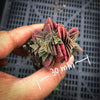Crassula exilis ssp cooperi