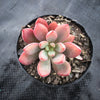 Graptoveria 'Purple Dream' (w/pup)