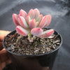 Graptoveria 'Purple Dream' (w/pup)
