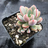 Graptoveria 'Purple Dream' (w/pup)