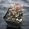 Graptoveria 'Purple Dream' (w/pup)