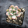 Graptoveria 'Purple Dream' (w/pup)