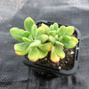Echeveria sedoides (2 HEADS)