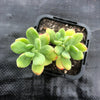 Echeveria sedoides (2 HEADS)