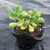 Echeveria sedoides (2 HEADS)