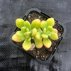 Echeveria sedoides (2 HEADS)