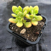 Echeveria sedoides (2 HEADS)