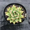 Echeveria purpusorum (Grey Form)