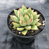 Echeveria purpusorum (Grey Form)