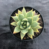 Echeveria purpusorum (Grey Form)