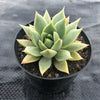Echeveria purpusorum (Grey Form)