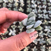 Crassula 'Morgan's Beauty'