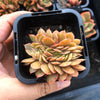 Echeveria 'Green smile' f. cristata