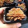 Echeveria 'Green smile' f. cristata