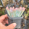 Echeveria 'Trumpet Pinky'