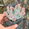 Echeveria 'Trumpet Pinky'
