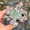 Echeveria 'Trumpet Pinky'
