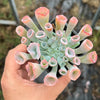 Echeveria 'Trumpet Pinky'