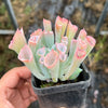 Echeveria 'Trumpet Pinky'