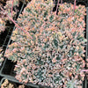 Echeveria 'Trumpet Pinky'