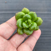 Sedum lucidum 'obesum' (2 X CUTTING)