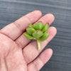 Sedum lucidum 'obesum' (2 X CUTTING)