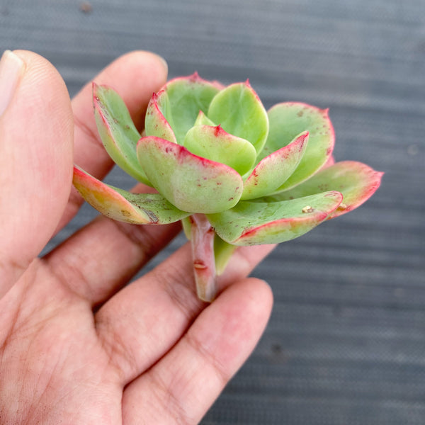 briar rose succulent Echeveria Briar Rose (1 x CUTTING) – LET LOVE GROW (Succulent & Cactus)
