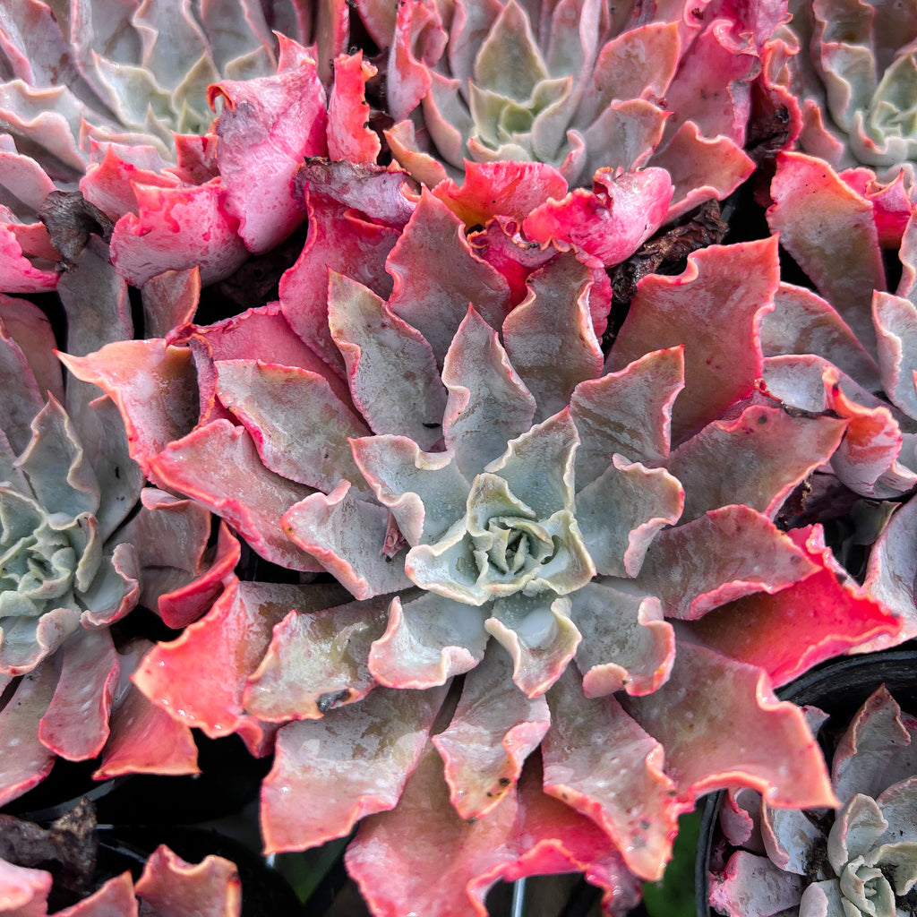 Echeveria 'Shaviana'