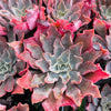 Echeveria 'Shaviana'