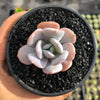 Echeveria 'Exotic'