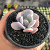 Echeveria 'Exotic'