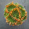 Echeveria 'Bini Gesseru'