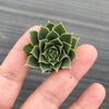 Jovibarba heuffelii 'Aphrodite'