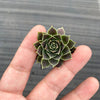Jovibarba heuffelii 'Aphrodite'