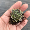Jovibarba heuffelii 'Aphrodite'