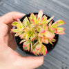 Crassula dejecta variegata