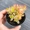 Crassula dejecta variegata