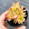 Crassula dejecta variegata