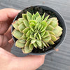 Echeveria 'Green smile' f. cristata
