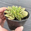 Echeveria 'Green smile' f. cristata