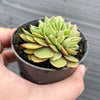 Echeveria 'Green smile' f. cristata