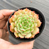 Echeveria 'Kircheriana'