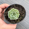 Echeveria pinwheel 'Tuxpan'