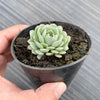 Echeveria pinwheel 'Tuxpan'