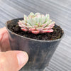 Echeveria pinwheel 'Tuxpan'