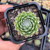 Sempervivum arachnoideum 'Rubin'